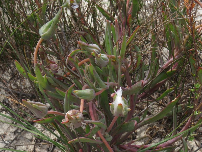 Skiatophytum flaccidifolium, photographed by Jeremy Gilmore