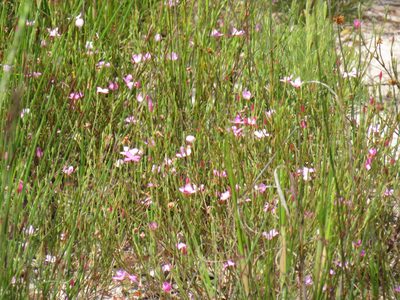 Lachnaea uniflora, photographed by Jeremy Gilmore