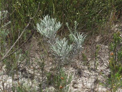 Leucospermum parile, photographed by Jeremy Gilmore