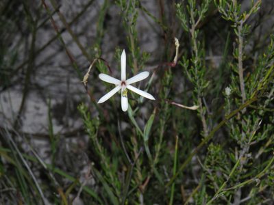 Geissorhiza tenella, photographed by Jeremy Gilmore