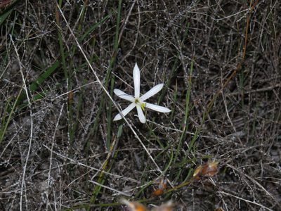 Geissorhiza tenella, photographed by Jeremy Gilmore
