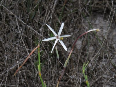Geissorhiza tenella, photographed by Jeremy Gilmore