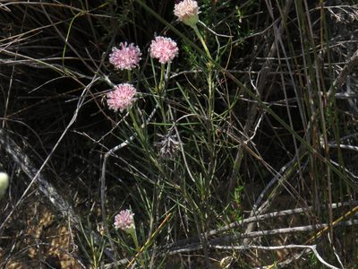 Serruria linearis, photographed by Jeremy Gilmore