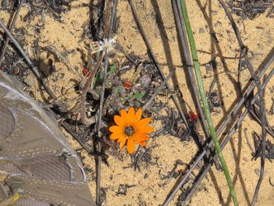 Arctotis leptorhiza, photographed by Jeremy Gilmore