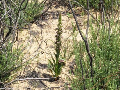 Disa aemula, photographed by Jeremy Gilmore