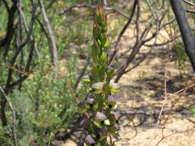 Disa aemula, photographed by Jeremy Gilmore