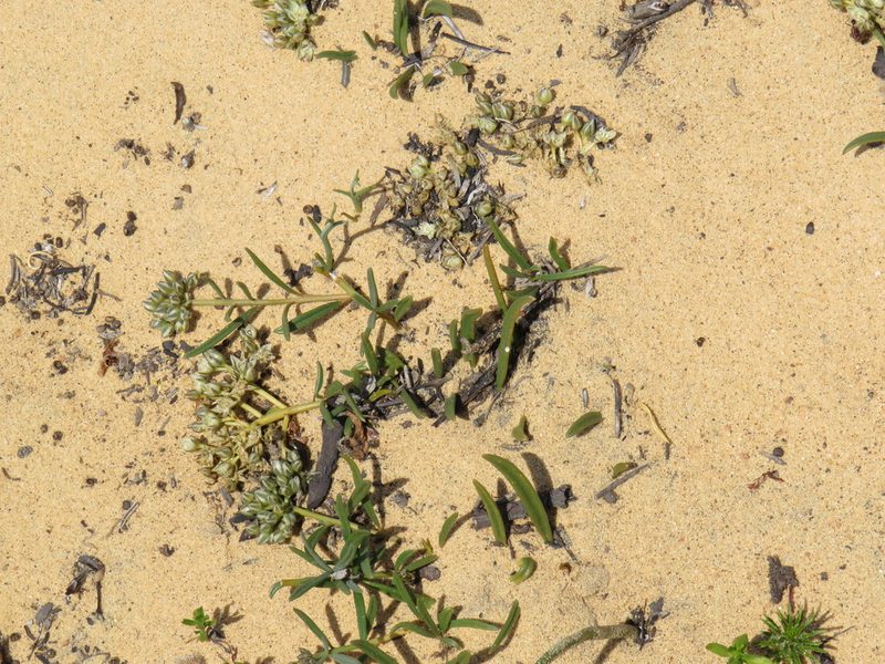 Limeum africanum, photographed by Jeremy Gilmore