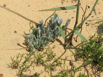 Centella tridentata, photographed by Jeremy Gilmore