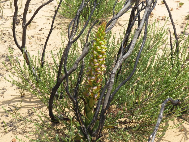 Disa aemula, photographed by Jeremy Gilmore