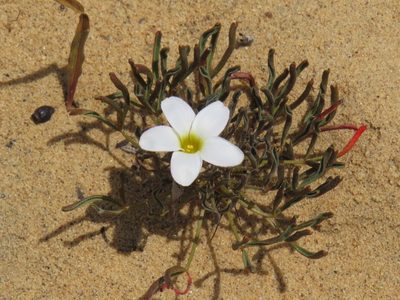 Oxalis versicolor, photographed by Jeremy Gilmore