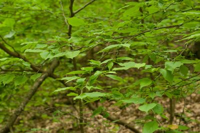 Ilex montana, photographed by Kevin Faccenda
