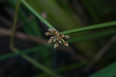 Schoenoplectiella mucronata, photographed by Kevin Faccenda