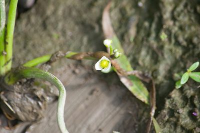 Sagittaria montevidensis, photographed by Kevin Faccenda