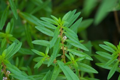 Rotala ramosior, photographed by Kevin Faccenda