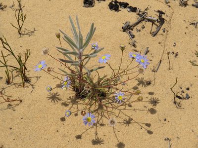 Leucospermum parile, photographed by Jeremy Gilmore