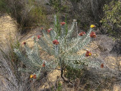 Leucospermum parile, photographed by Jeremy Gilmore