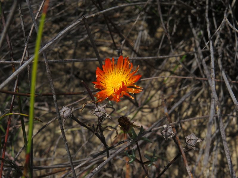 Lampranthus glaucoides, photographed by Jeremy Gilmore