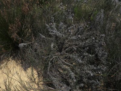 Leucospermum parile, photographed by Jeremy Gilmore