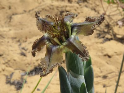 Ferraria divaricata, photographed by Jeremy Gilmore