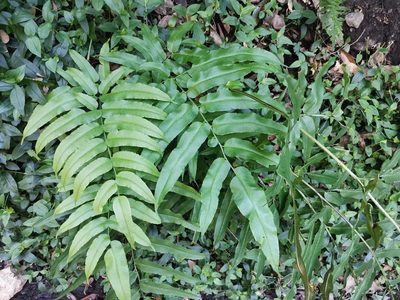 Coniogramme japonica, photographed by harum.koh