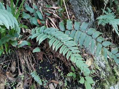 Cyrtomium fortunei, photographed by harum.koh