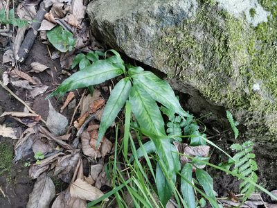 Coniogramme japonica, photographed by harum.koh