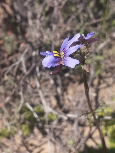 Nemesia azurea, photographed by Brian du Preez