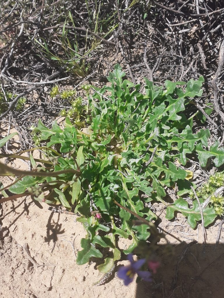 Cleretum lyratifolium, photographed by Brian du Preez