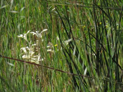 Babiana tubiflora, photographed by Jeremy Gilmore