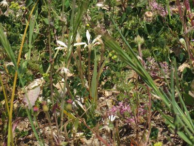 Babiana tubiflora, photographed by Jeremy Gilmore