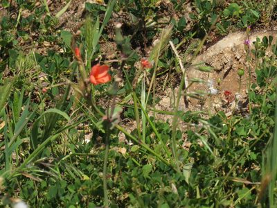 Moraea miniata, photographed by Jeremy Gilmore