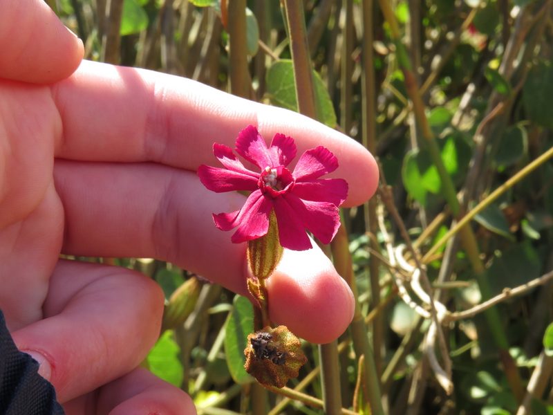 Silene ornata, photographed by Jeremy Gilmore
