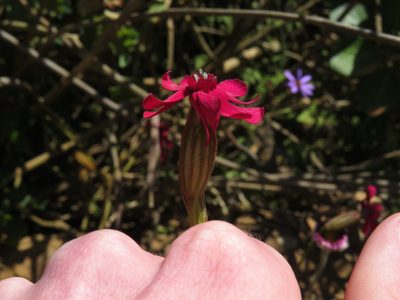 Silene ornata, photographed by Jeremy Gilmore