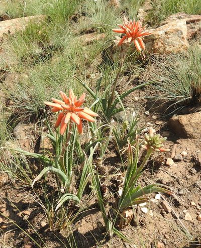 Aloe verecunda, photographed by Matthew Fainman