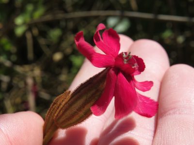 Silene ornata, photographed by Jeremy Gilmore