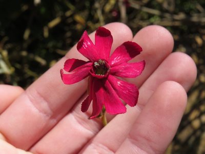 Silene ornata, photographed by Jeremy Gilmore