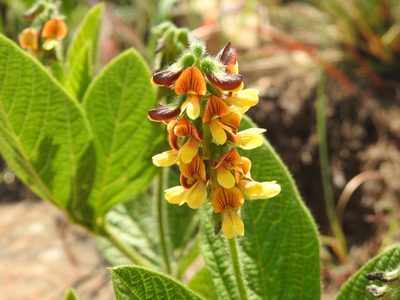 Eriosema cordatum, photographed by Matthew Fainman