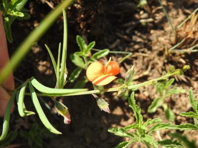 Tephrosia elongata, photographed by Matthew Fainman