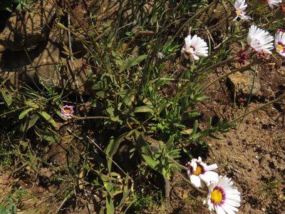 Silene ornata, photographed by Jeremy Gilmore