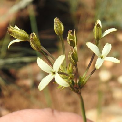 Kohautia amatymbica, photographed by Matthew Fainman