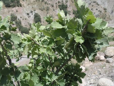 Quercus brantii, photographed by Oleg Kosterin