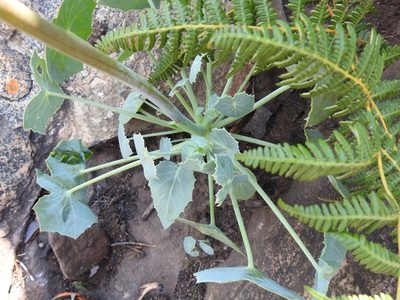 Senecio oxyriifolius, photographed by Matthew Fainman