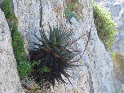 Aloe framesii, photographed by Jeremy Gilmore