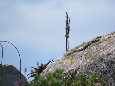 Aloe framesii, photographed by Jeremy Gilmore