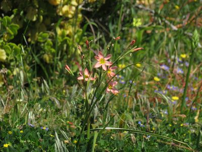 Moraea miniata, photographed by Jeremy Gilmore