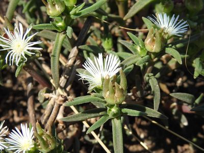 Delosperma herbeum, photographed by Matthew Fainman