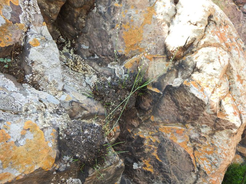 Geschollia calcarata, photographed by Matthew Fainman
