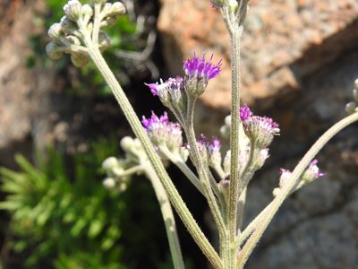 Hilliardiella hirsuta, photographed by Matthew Fainman