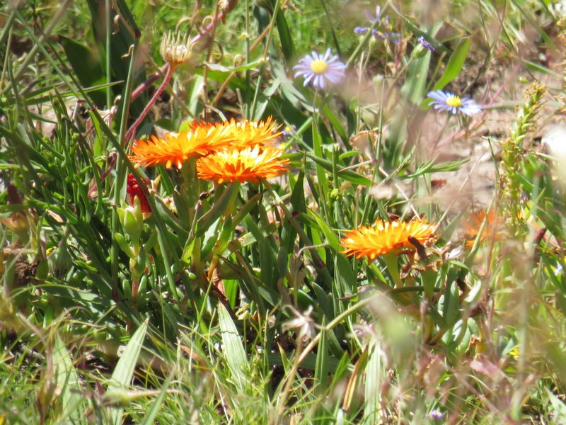 Lampranthus aureus, photographed by Jeremy Gilmore