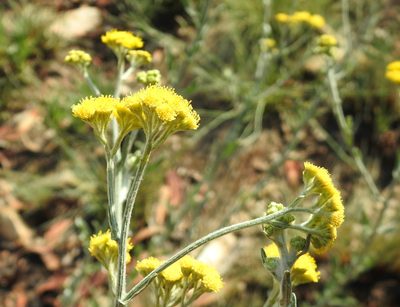 Nidorella hottentotica, photographed by Matthew Fainman